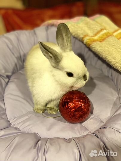 Кролик карликовый