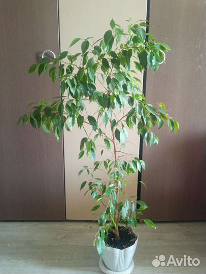 Фикус бенджамина