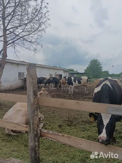 Дойная корова