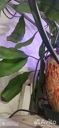 Селеницереус