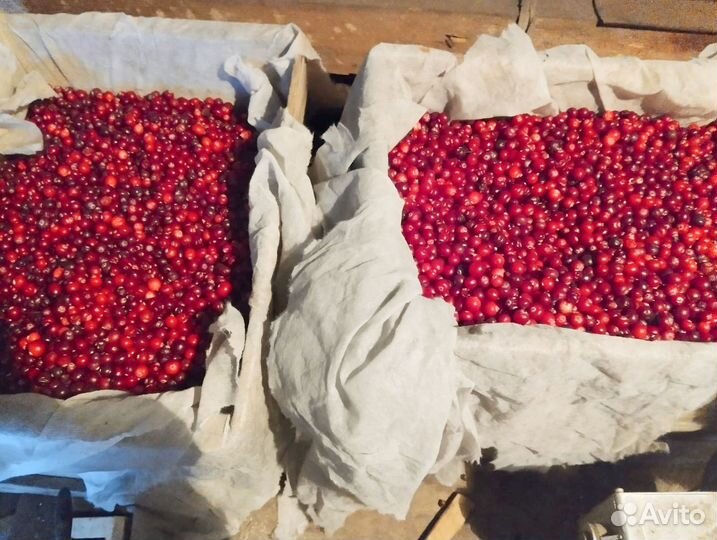 Клюква свежая оптом