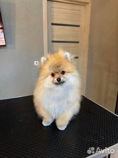 Померанский шпиц