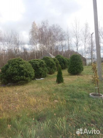 Продажа саженцев деревьев сосна, елка