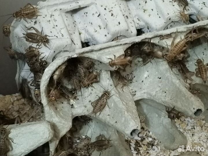 Сверчки живые домовые