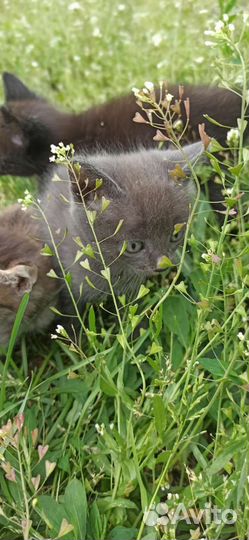 Котята в добрые руки бесплатно