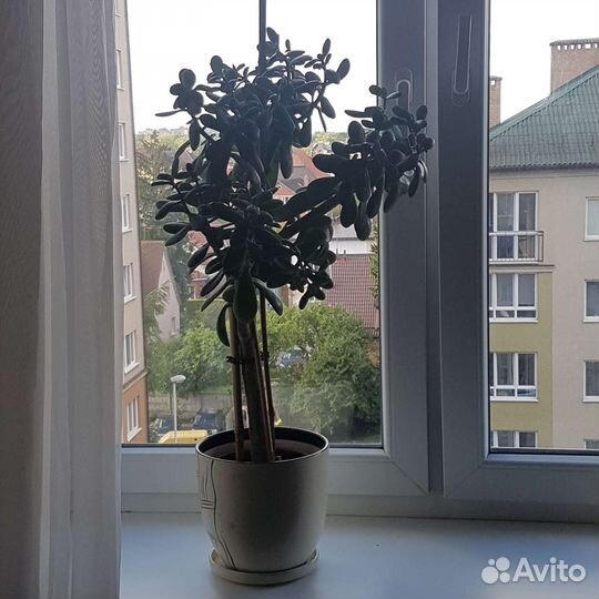 Растения для офиса