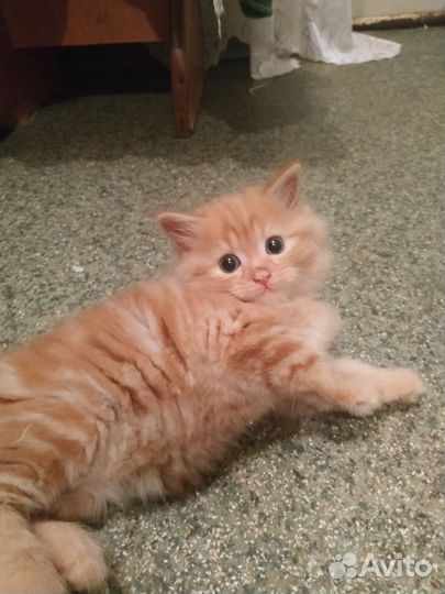 Кошка в дар бесплатно