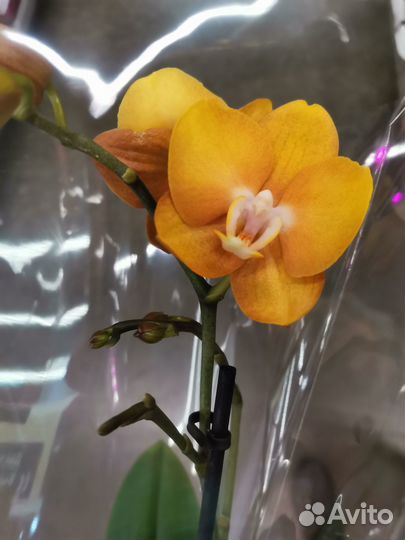 Красивые Сортовые орхидеи Лас Вегас и др