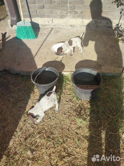 Щенки курцхаара