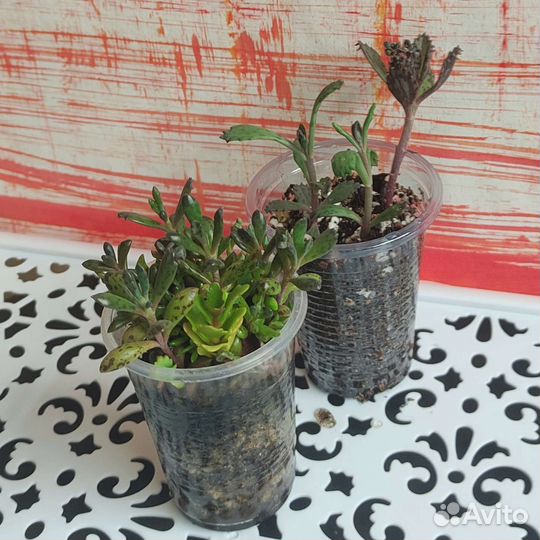 Суккуленты