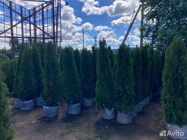 Саженцы Туя Смарагд 180 - 200 см доставка