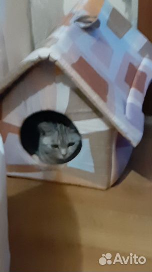 Кошки в добрые руки