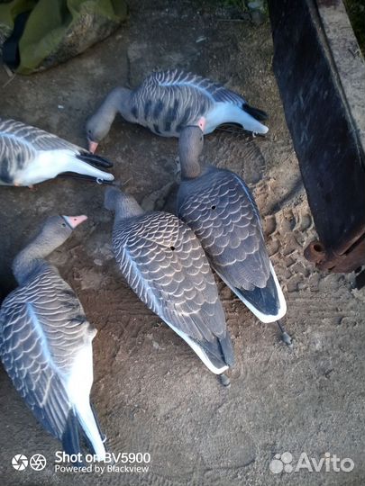 Чучела гусей