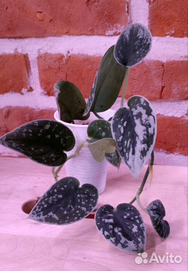 Сциндапсусы, эпипремнумы, сингониумы