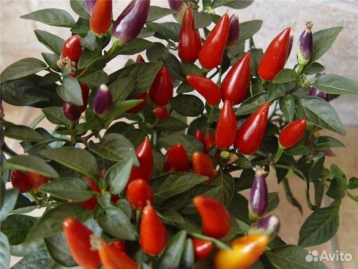 Перец кустарниковый Задира