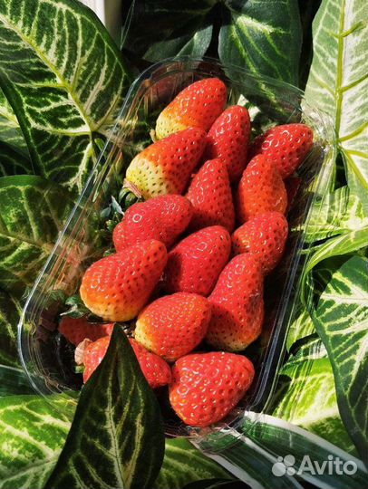 Свежая клубника Турция