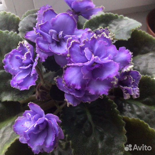 Продаю детки фиалок или меняю на другие сорта