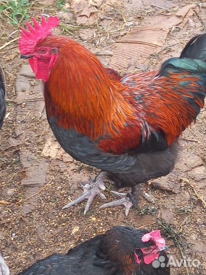 Петушки, курочки, породистые