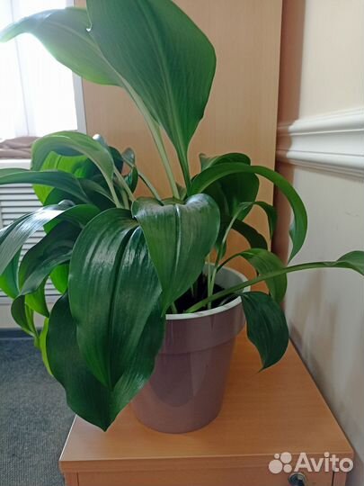 Комнатный цветок Эухарис