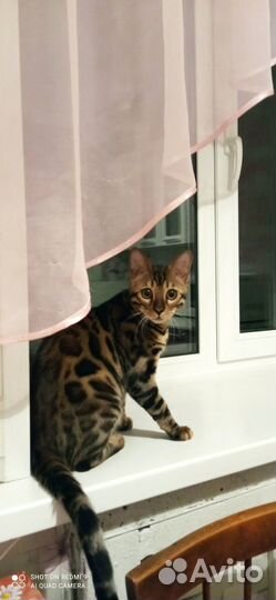 Продам бенгалов (девочка, мальчик)