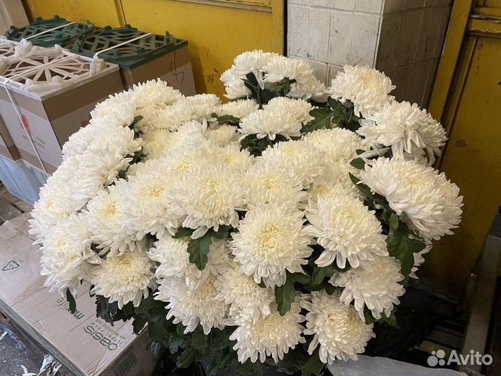Хризантема шаровидная букет из зрищантемы