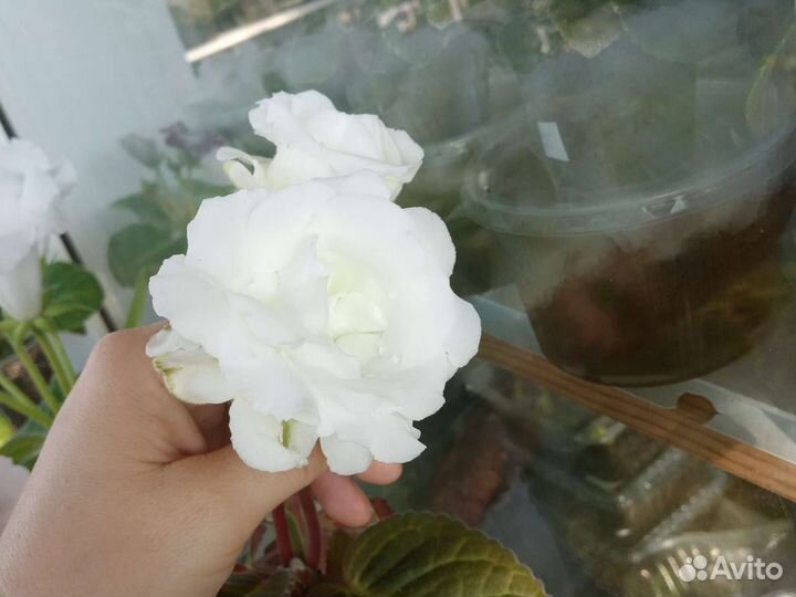 Глоксиния Махровая