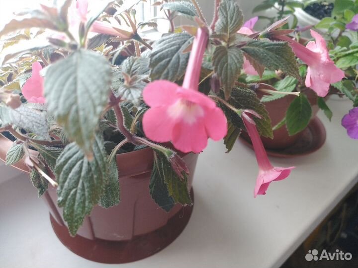 Ризомы ахименесов