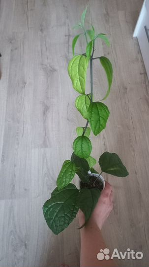 Укорененные черенки Клеродендрум Томпсона