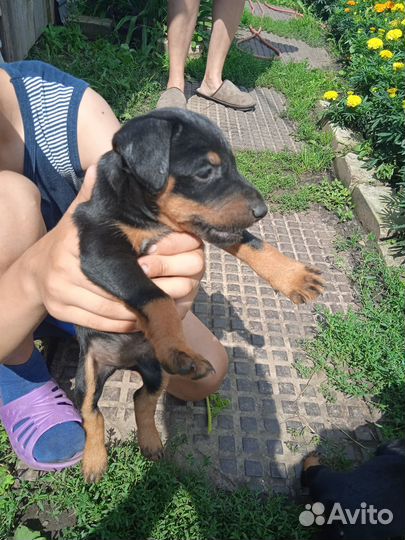 Щенки ягдтерьера