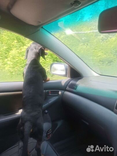 Вязка такса