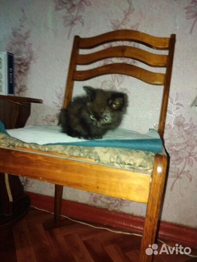 Кошка в дар