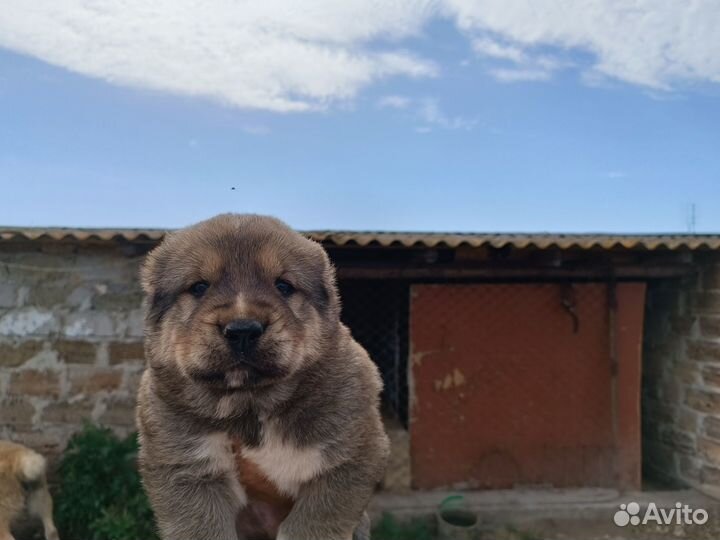 Щенки среднеазиатской овчарки