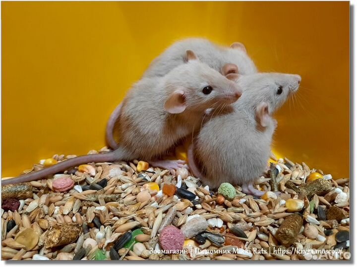 Крысы. Крысята Дамбо (сиамские крысята)