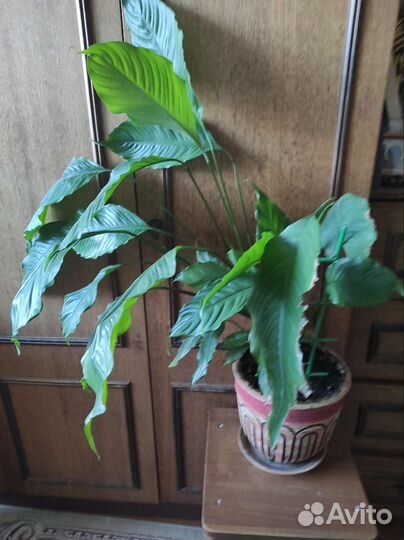 Спатифиллум