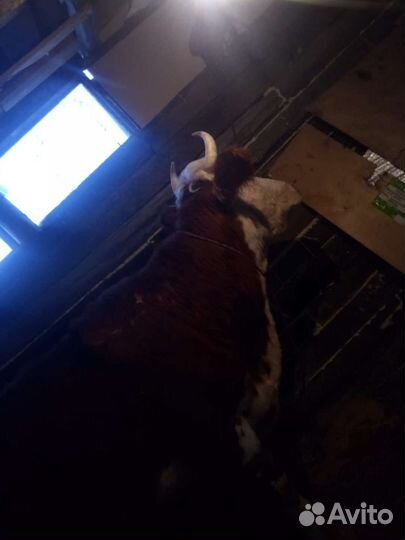 Корова дойная