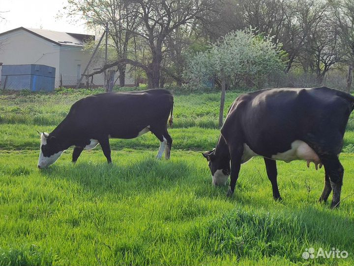 Коровы дойные молочные