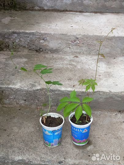 Многолетники ива извилистая девичий виноград