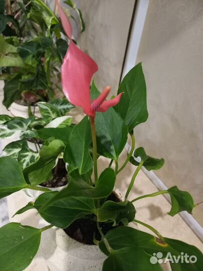 Антуриум зизу