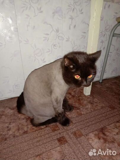 Груминг животных