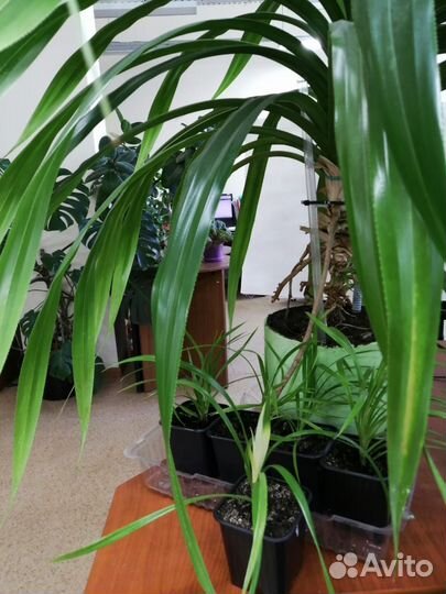 Пальма панданус