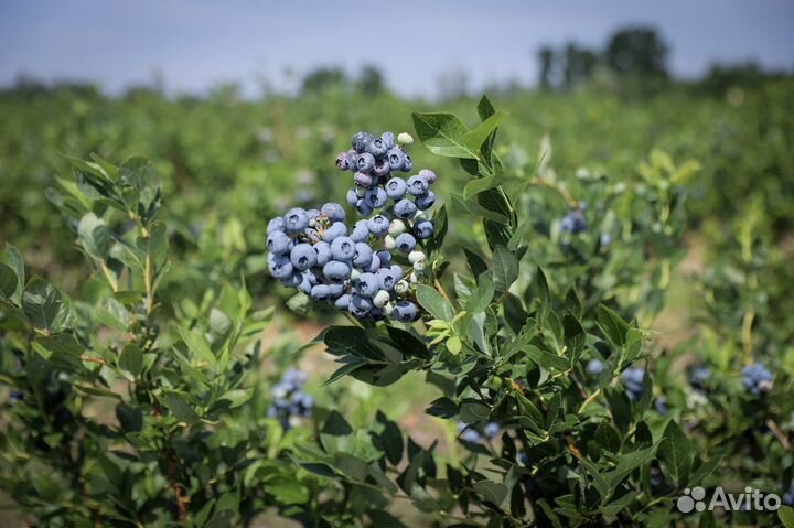 4х летние саженцы голубики Патриот