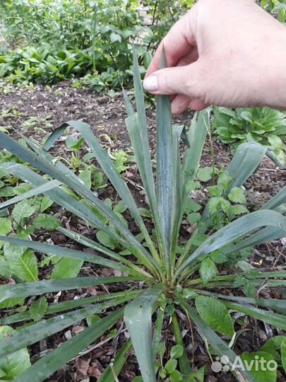 Юкка нитчатая