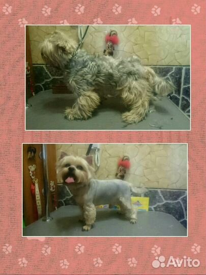 Стрижка и триминг собак