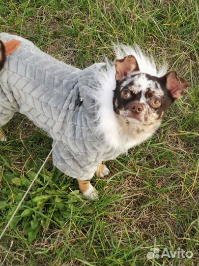 Вязка с мальчиком чихуахуа (не продажа)