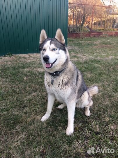 Сибирская хаски