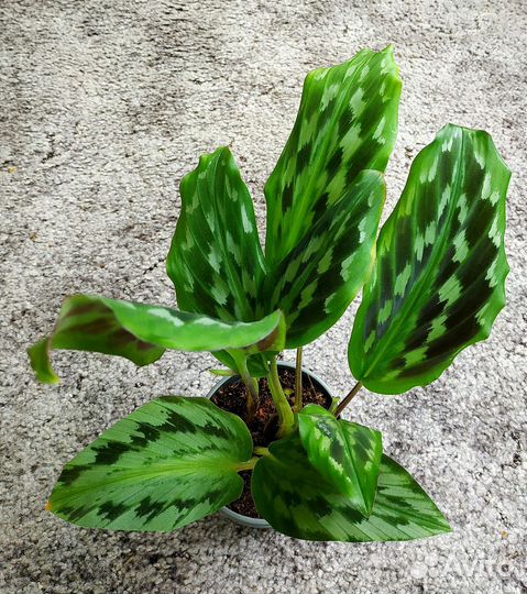 Калатея, строманта, кемпферия