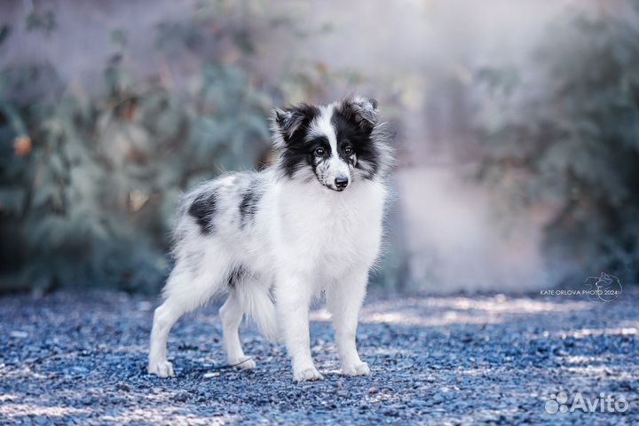 Шелти щенок