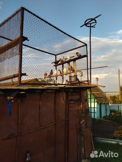 Бакинские бойные голуби