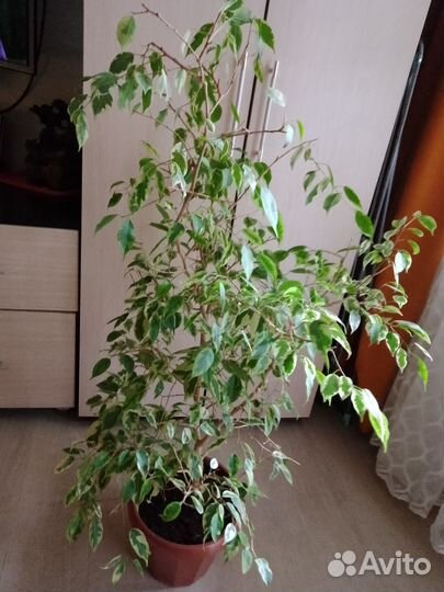 Фикус Бенджамина белый