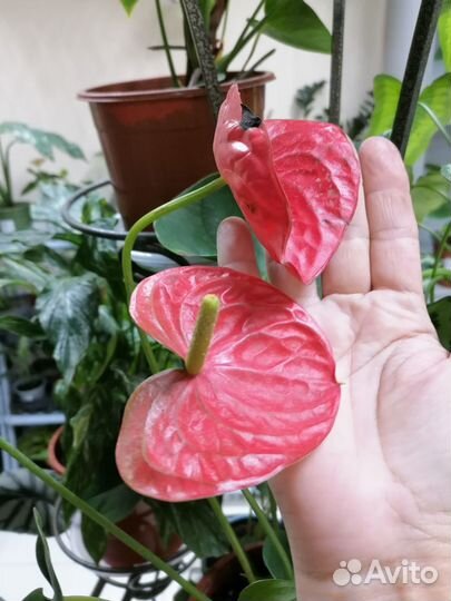 Антуриум красный сортовой монтана